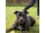 Adopt Gilbert a Black Mixed Breed (Large) / Mixed dog in Hilliard, OH (38978358)