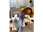 Adopt Chris Hemsworth a Gray or Blue Domestic Shorthair / Domestic Shorthair /