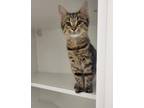 Adopt Luke Hemsworth a Gray or Blue Domestic Shorthair / Domestic Shorthair /