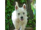 West Highland White Terrier Puppy for sale in Chase City, VA, USA
