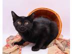 Adopt Wink II a All Black Domestic Shorthair / Mixed cat in Muskegon