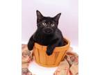 Adopt Stumpy a All Black Domestic Shorthair / Mixed cat in Muskegon