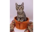 Adopt Rita II a Gray or Blue Domestic Shorthair / Mixed cat in Muskegon