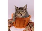 Adopt Fat Amy a Brown or Chocolate Domestic Shorthair / Mixed cat in Muskegon