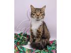 Adopt Dittle a Brown Tabby Domestic Longhair / Mixed cat in Muskegon