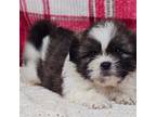 Shih Tzu Puppy for sale in Sugarcreek, OH, USA