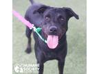 Adopt LUCI a Black - with Brown, Red, Golden, Orange or Chestnut Labrador