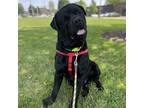 Adopt Smooch a Black Rottweiler / Mixed dog in Wheaton, IL (38892935)