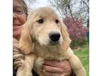 Golden Retriever Puppy for sale in Hampden, MA, USA