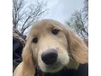 Cavapoo Puppy for sale in Hampden, MA, USA