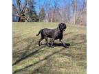 Great Dane Puppy for sale in Wolcott, NY, USA