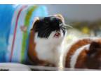 Adopt Waffles a Brown or Chocolate Guinea Pig / Mixed small animal in Fallston