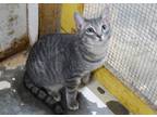 Adopt Lavender a Gray or Blue Domestic Shorthair / Domestic Shorthair / Mixed
