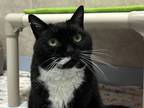 Adopt Interstella a All Black Domestic Shorthair / Domestic Shorthair / Mixed