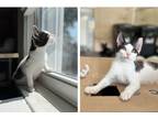 Adopt Hero - Courtesy Listing a White (Mostly) Domestic Shorthair (short coat)
