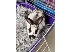 Adopt Fat Joe a Mini Rex / Mixed (short coat) rabbit in Tiffin, OH (38773276)