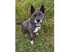 Adopt Chupi a Brindle - with White Husky / Mixed Breed (Medium) / Mixed dog in