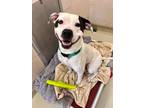Adopt PETER THOMAS a White Terrier (Unknown Type, Small) / Mixed dog in