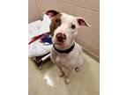 Adopt LIAM a White Terrier (Unknown Type, Small) / Mixed dog in Frederick