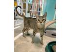 Adopt Tony a Brown Tabby Domestic Shorthair / Mixed Breed (Medium) / Mixed