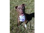 Adopt Winter a Brown/Chocolate - with White Pit Bull Terrier / Siberian Husky /