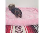 Yorkshire Terrier Puppy for sale in Moody, TX, USA