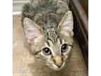 Adopt Marvin a Gray, Blue or Silver Tabby Domestic Shorthair (short coat) cat in
