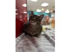 Adopt Michelle a Brown Tabby Domestic Shorthair / Mixed Breed (Medium) / Mixed