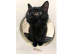 Adopt Komodo a All Black Domestic Shorthair / Domestic Shorthair / Mixed cat in