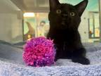 Adopt Garth a All Black Domestic Shorthair / Domestic Shorthair / Mixed cat in