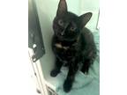 Adopt Destin a All Black Domestic Shorthair / Domestic Shorthair / Mixed cat in
