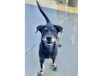 Adopt Gemma a Black Australian Kelpie / Mixed dog in Aberdeen, SD (38824565)