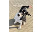 Adopt Ginny a Black Australian Kelpie / Mixed dog in Aberdeen, SD (38824558)