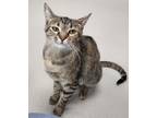 Adopt Jayla a Domestic Shorthair / Mixed (short coat) cat in Greeneville
