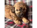 Sable Toy Poodle Female