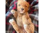Red Female Toy Poodle