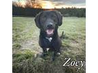Adopt Zoey a Labrador Retriever / Mixed dog in Springfield, TN (38954441)
