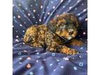 Sable Toy Poodle Female