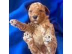 Red Toy Poodle Male