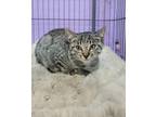 Adopt Bart a Domestic Shorthair / Mixed (short coat) cat in Sebastian