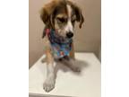 Adopt Levi a Tan/Yellow/Fawn - with White Border Collie dog in Tampa