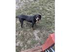 Adopt Sage a Black - with Tan, Yellow or Fawn Bluetick Coonhound / Mixed dog in