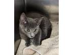 Adopt Brakebush Kitten 4(Solo) a Domestic Shorthair / Mixed (short coat) cat in