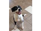 Adopt Bandit a Boxer / Mixed dog in Mocksville, NC (38965410)