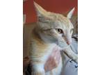 Adopt Marmalaid a Domestic Shorthair / Mixed (short coat) cat in Mocksville