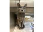 Adopt TJ a Gray or Blue Domestic Shorthair / Domestic Shorthair / Mixed cat in