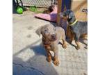 Doberman Pinscher Puppy for sale in Orem, UT, USA