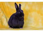 Adopt Malone a Other/Unknown / Mixed (short coat) rabbit in Scotts Valley