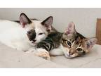 Adopt Honeydew and Fancy a Calico or Dilute Calico Siamese (short coat) cat in
