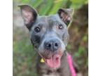 Adopt Cinnamon a Gray/Silver/Salt & Pepper - with Black Mixed Breed (Large) /